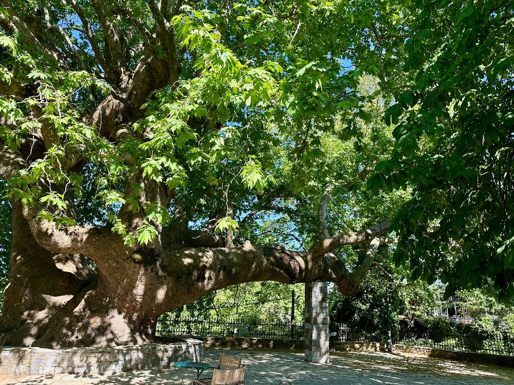 Tsagkarada: Home to one of Europe's oldest plane trees.